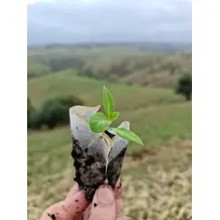 A small capcicum seedling against a scenic background