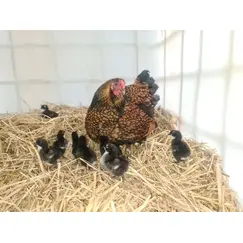 Golden Wyandotte chicken with chicks