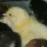 Close-up of a fluffy yellow day old sussex chick.