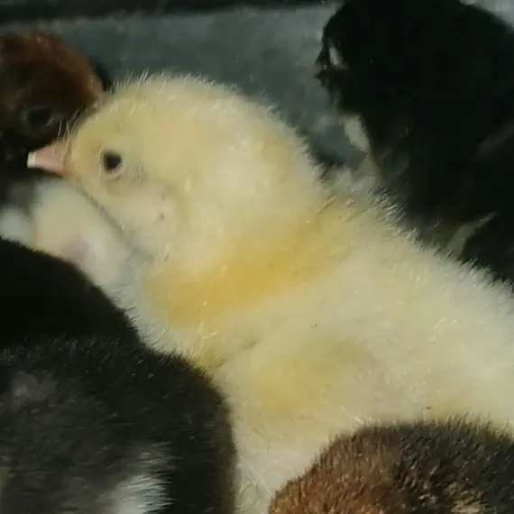 Close-up of a fluffy yellow day old sussex chick.